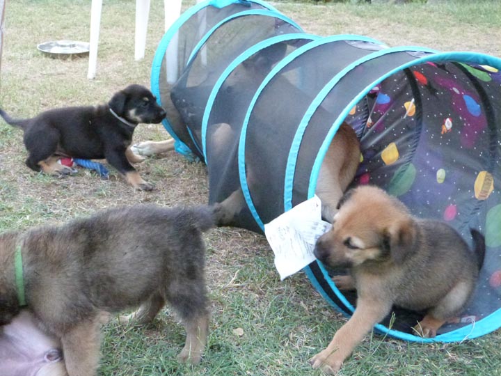 chinook dog